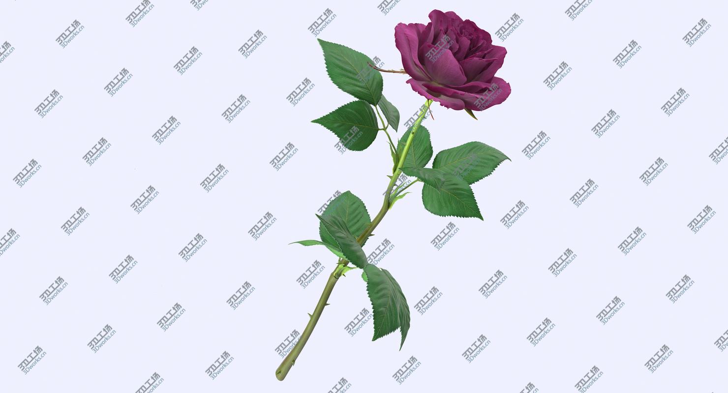 images/goods_img/202105072/Purple Rose/2.jpg